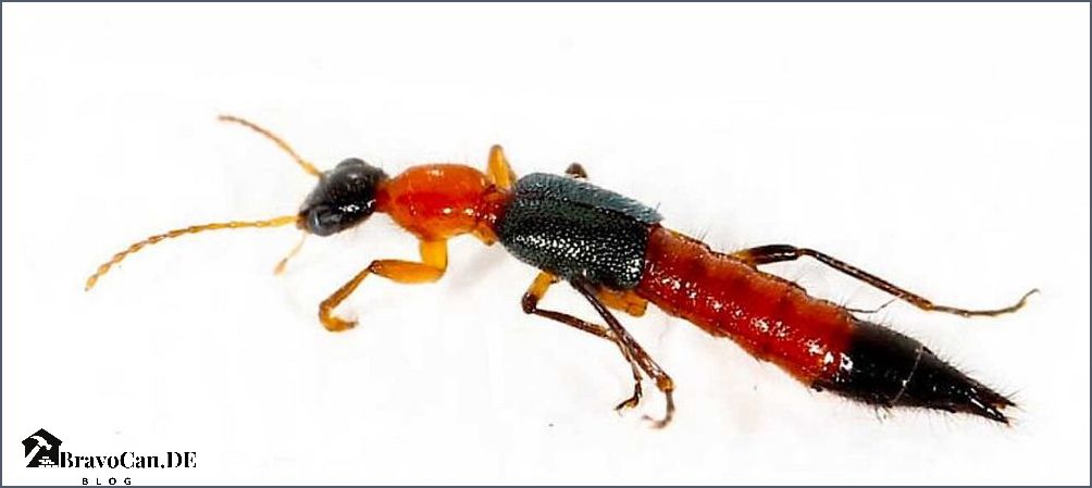 Rote kleine Käfer Alles was du über diese Insekten wissen musst