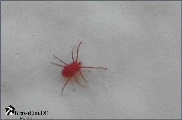 Rote kleine Käfer Alles was du über diese Insekten wissen musst