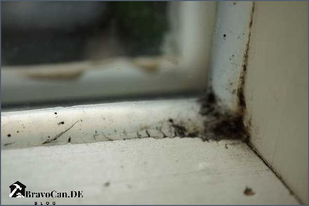 Schimmel am Fenster vorbeugen Tipps und Tricks Schimmel am Fenster vorbeugen Tipps und Tricks