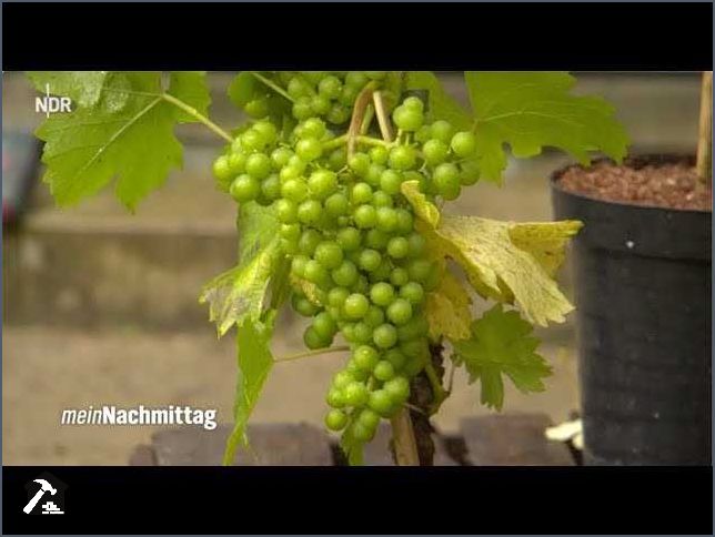 Rankhilfe für Weinreben im Garten Tipps und Tricks