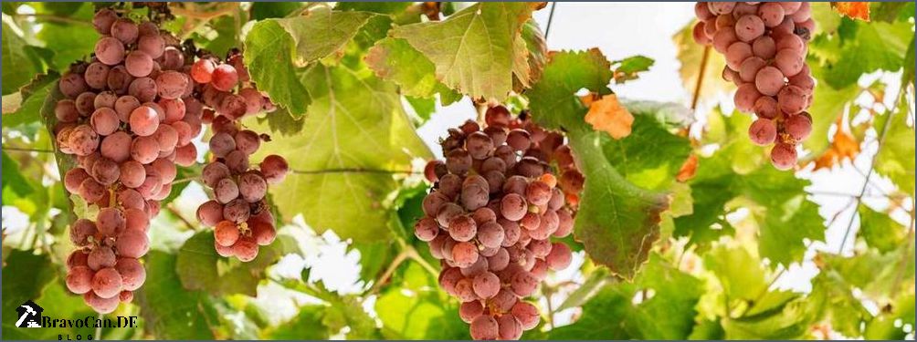 Rankhilfe für Weinreben im Garten Tipps und Tricks