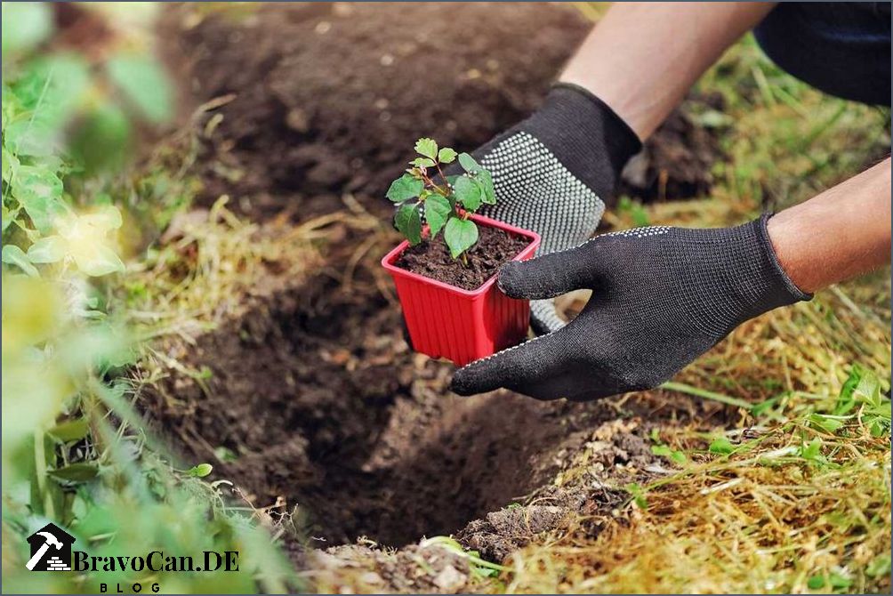 Rankhilfe für Weinreben im Garten Tipps und Tricks
