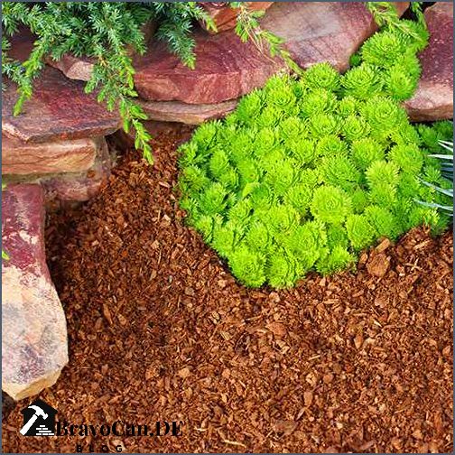 Rindenmulch oder Pinienrinde Welche ist die beste Wahl für Ihren Garten Rindenmulch oder Pinienrinde Welche ist die beste Wahl für Ihren Garten