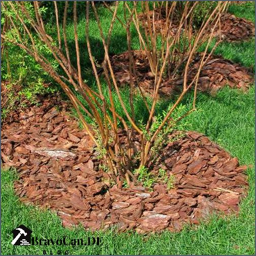 Rindenmulch oder Pinienrinde Welche ist die beste Wahl für Ihren Garten Rindenmulch oder Pinienrinde Welche ist die beste Wahl für Ihren Garten