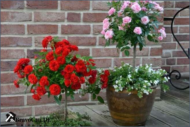 Rose für Balkon Tipps und Tricks für eine blühende Rosenpracht auf dem Balkon