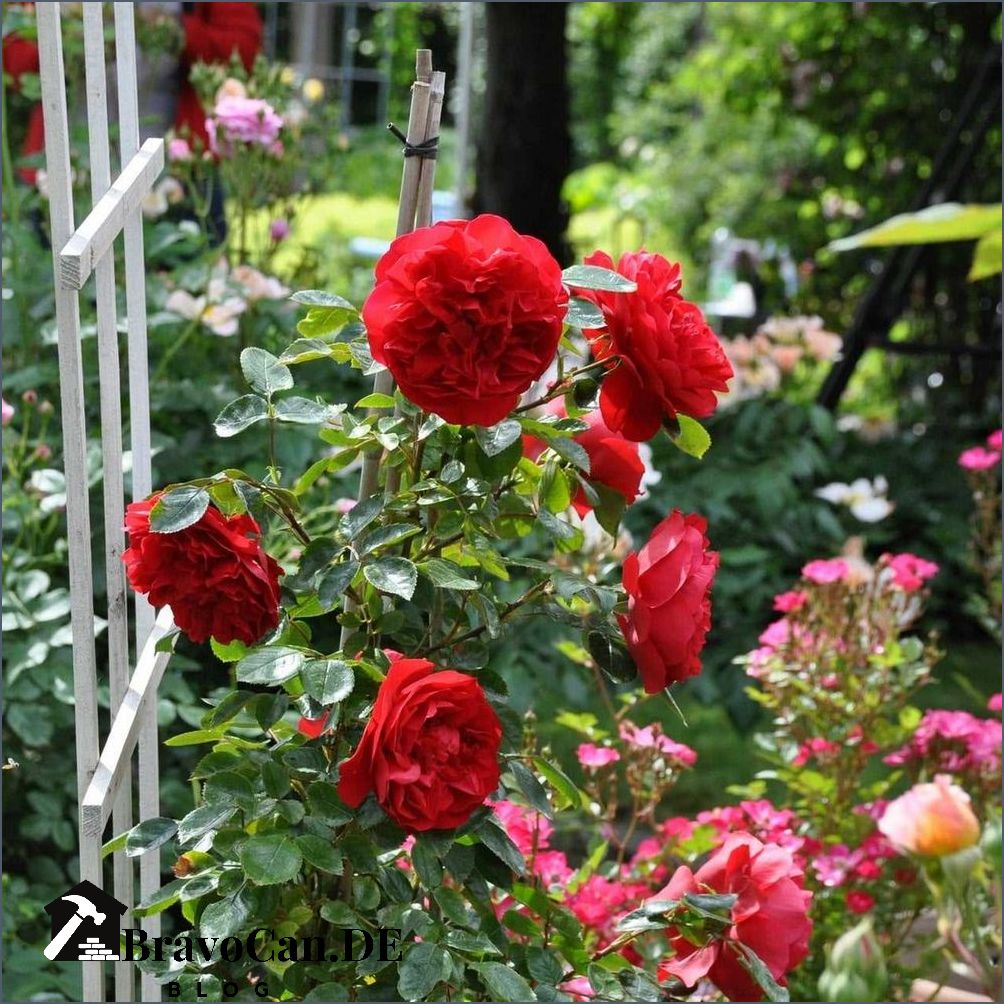 Rose für Balkon Tipps und Tricks für eine blühende Rosenpracht auf dem Balkon