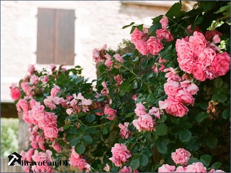 Rose für Balkon Tipps und Tricks für eine blühende Rosenpracht auf dem Balkon