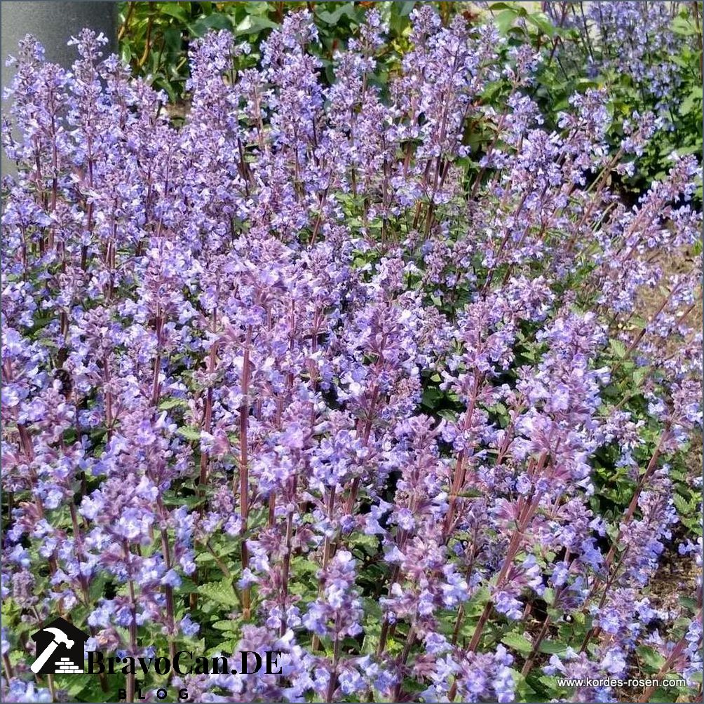 Rosen und Lavendel Schönheit und Duft in Ihrem Garten Rosen und Lavendel Schönheit und Duft in Ihrem Garten