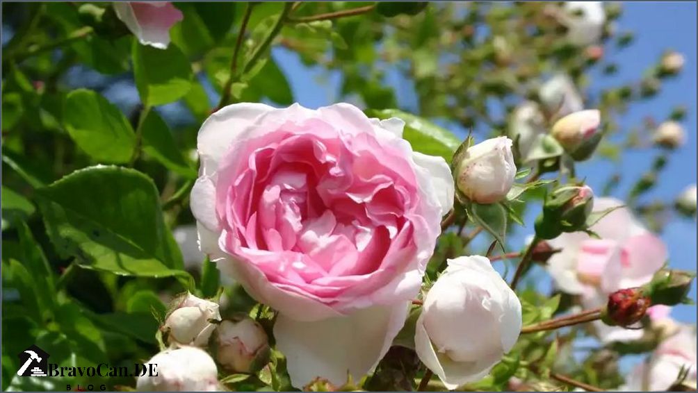 Rosen und Lavendel Schönheit und Duft in Ihrem Garten Rosen und Lavendel Schönheit und Duft in Ihrem Garten