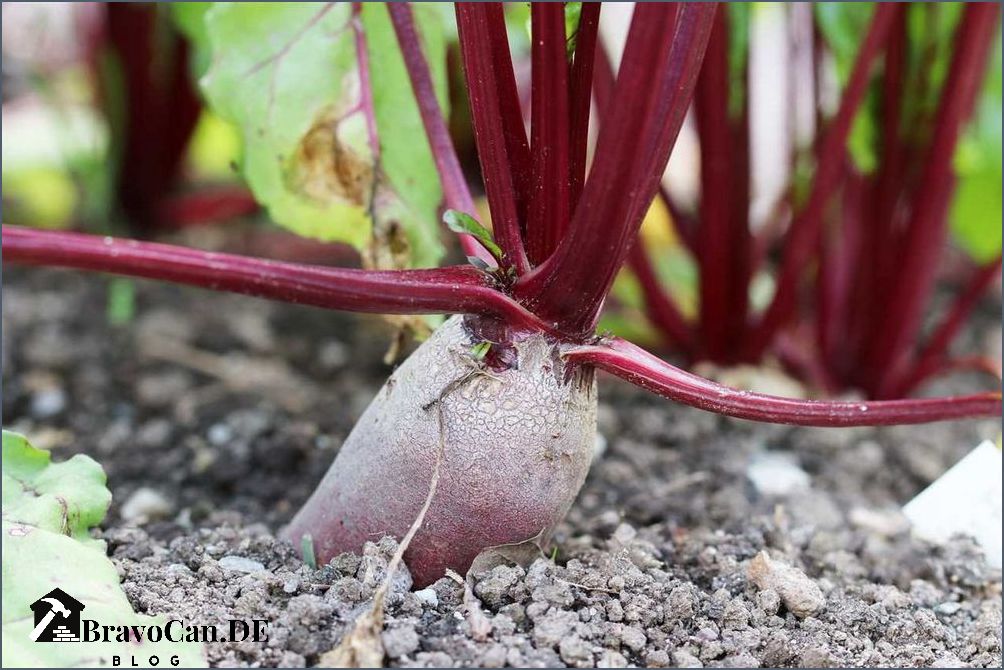 Rote Bete pflanzen Tipps und Anleitung für den Anbau von Rote Bete