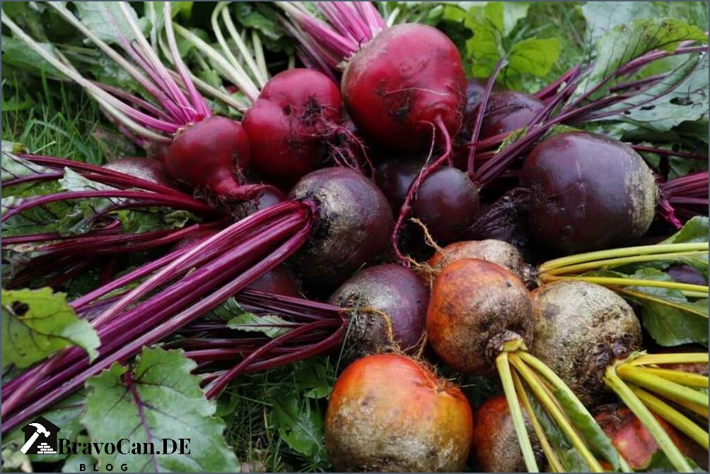 Rote Bete pflanzen Tipps und Anleitung für den Anbau von Rote Bete