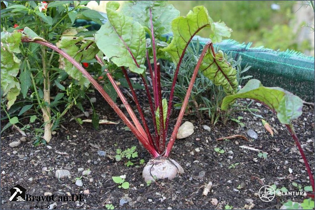 Rote Bete pflanzen Tipps und Anleitung für den Anbau von Rote Bete