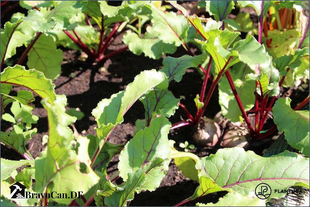 Rote Bete pflanzen Tipps und Anleitung für den Anbau von Rote Bete