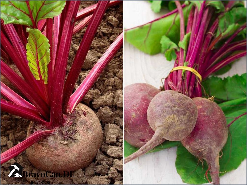 Rote Bete pflanzen Tipps und Anleitung für den Anbau von Rote Bete
