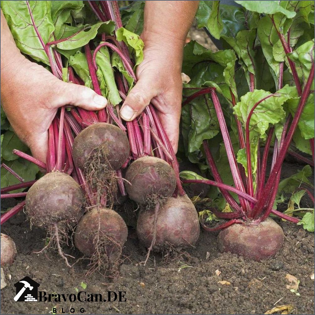 Rote Bete pflanzen Tipps und Anleitung für den Anbau von Rote Bete