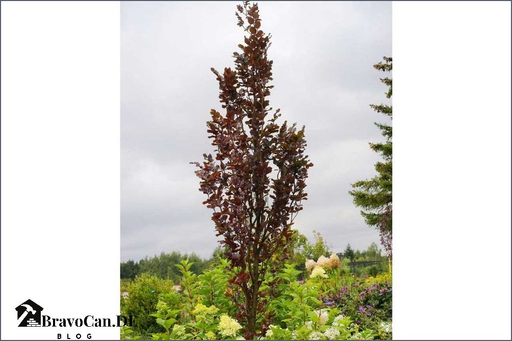 Säulenbaum für kleinen Garten Tipps und Ideen für die Auswahl und Pflege Säulenbaum für kleinen Garten Tipps und Ideen für die Auswahl und Pflege