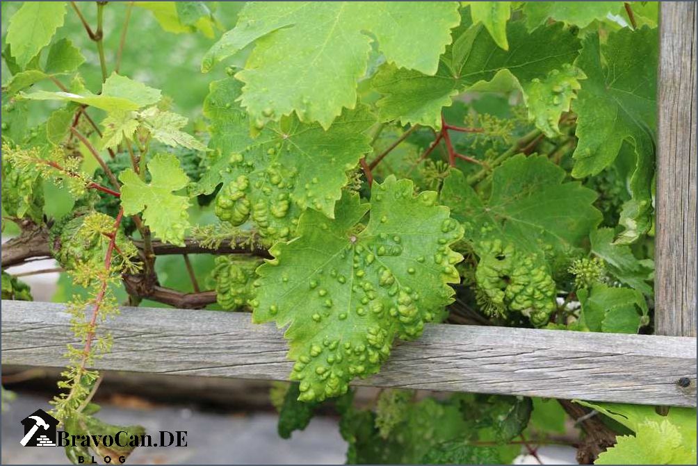 Schädlinge an Weinreben Krankheiten mit Bildern