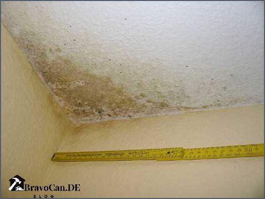 Schimmel in der Garage entfernen - Tipps und Tricks