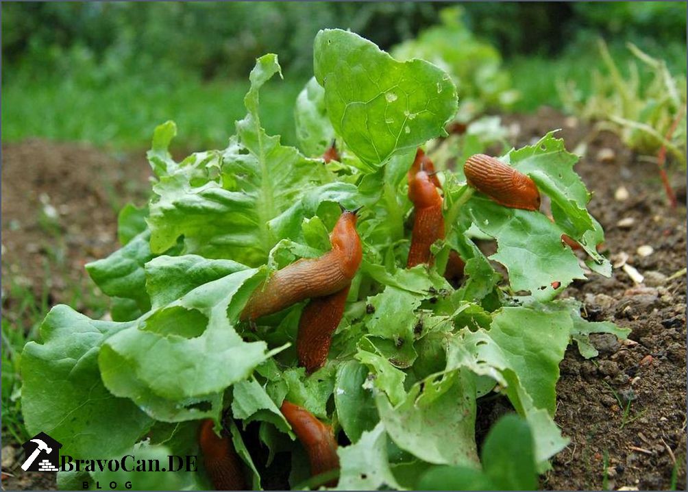 Schnecken im Hochbeet Tipps zur Schneckenbekämpfung in Ihrem Garten