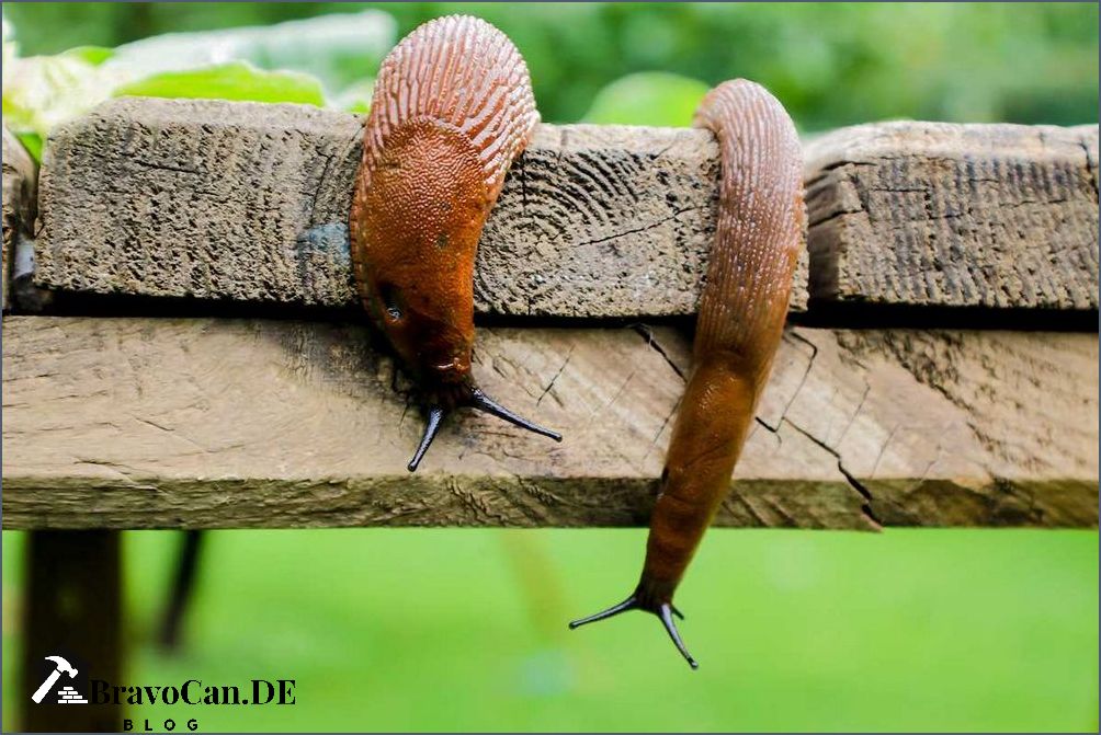 Schnecken im Hochbeet Tipps zur Schneckenbekämpfung in Ihrem Garten