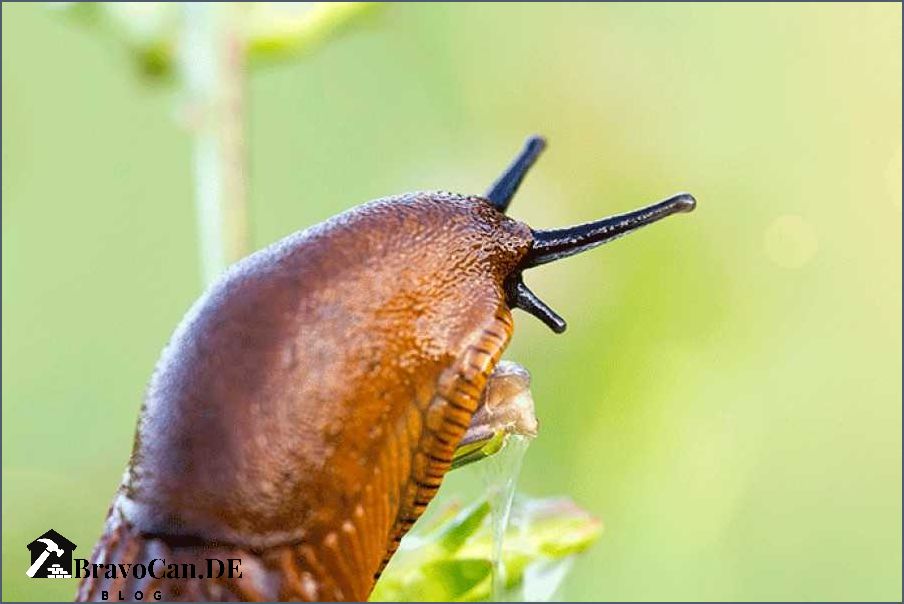 Schnecken im Hochbeet Tipps zur Schneckenbekämpfung in Ihrem Garten