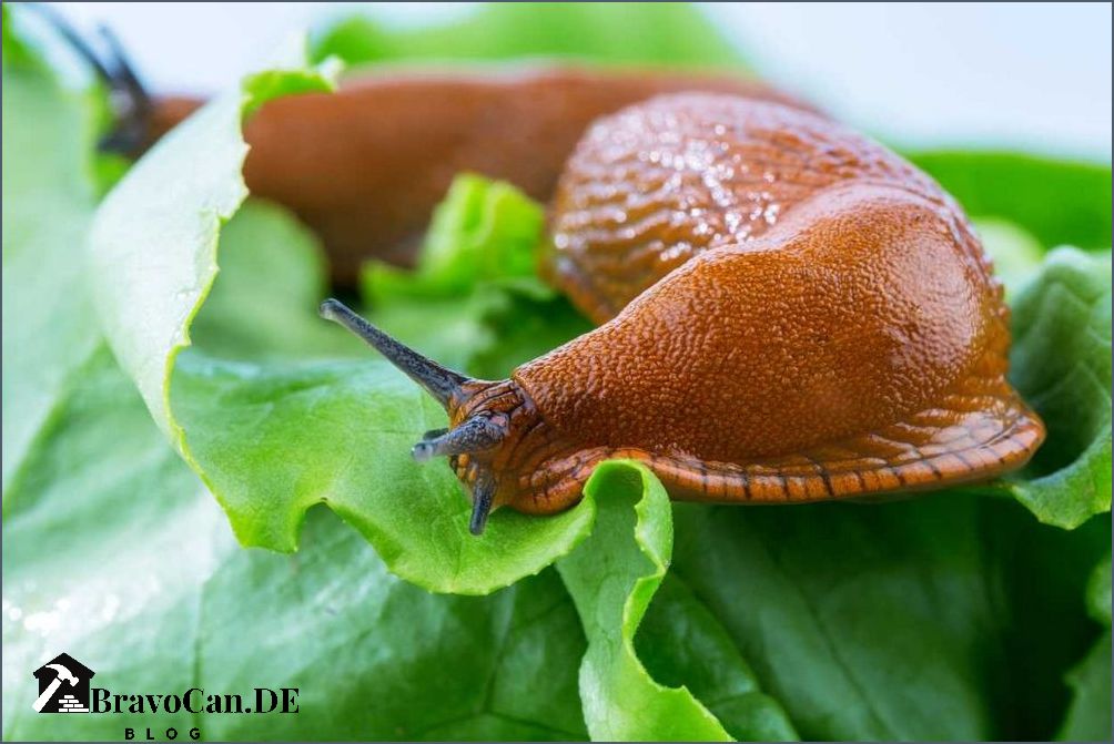 Schnecken im Hochbeet Tipps zur Schneckenbekämpfung in Ihrem Garten