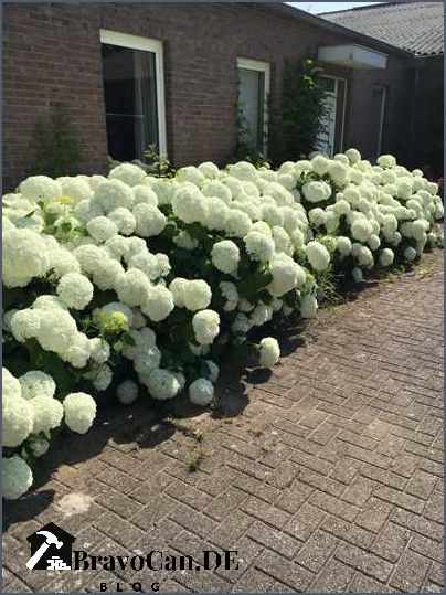 Schneeball Hortensie Annabelle Alles was Sie über diese beliebte Pflanze wissen sollten Schneeball Hortensie Annabelle Alles was Sie über diese beliebte Pflanze wissen sollten