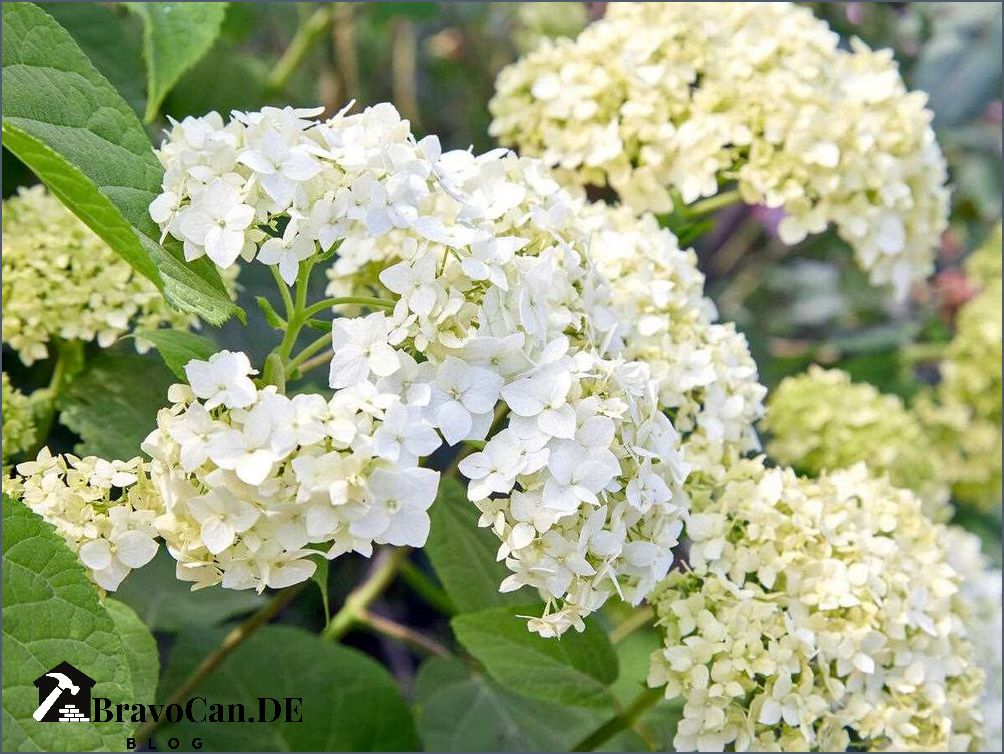 Schneeball Hortensie schneiden Tipps und Anleitung für den richtigen Rückschnitt Schneeball Hortensie schneiden Tipps und Anleitung für den richtigen Rückschnitt