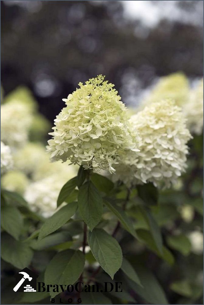 Schneeball verblühte Blüten abschneiden - Tipps und Tricks