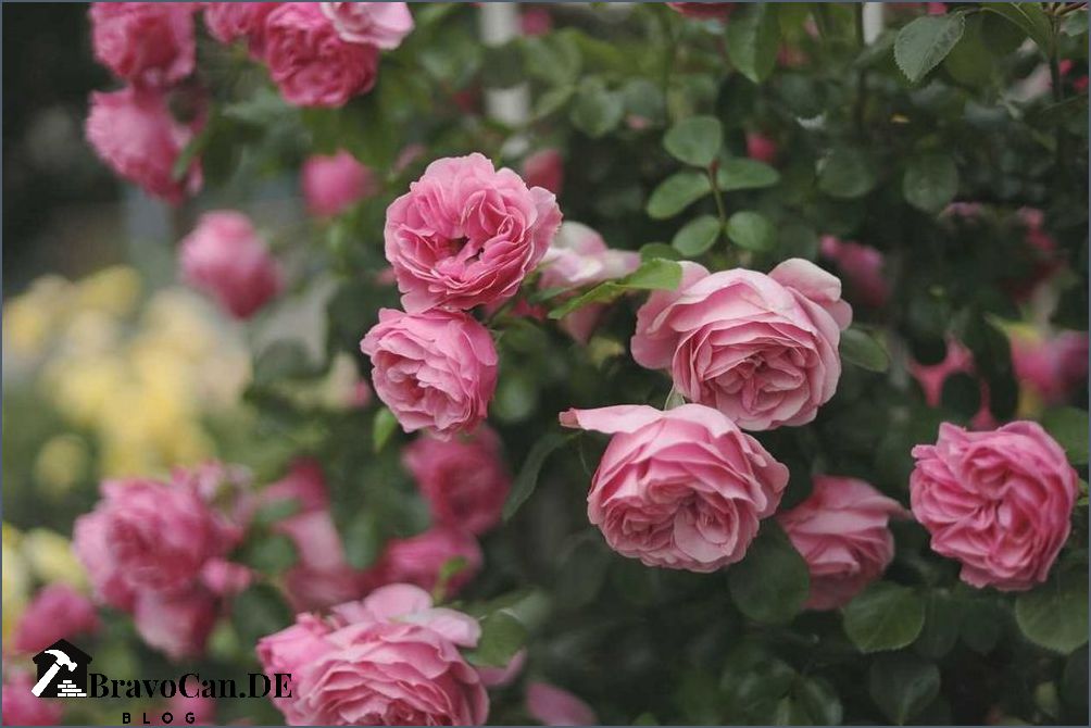 Schnell wachsende winterharte Kletterrose Tipps und Empfehlungen