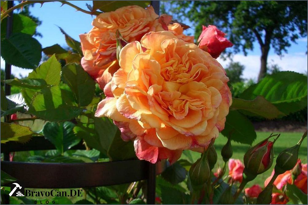 Schnell wachsende winterharte Kletterrose Tipps und Empfehlungen