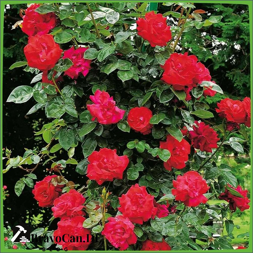 Schnell wachsende winterharte Kletterrose Tipps und Empfehlungen