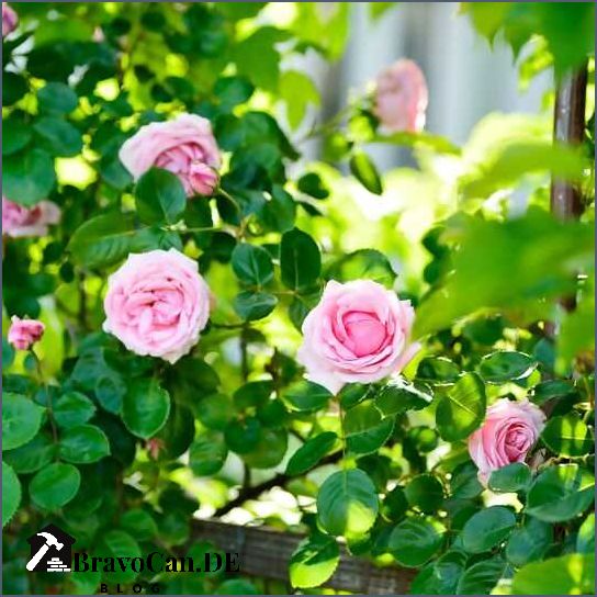 Schnell wachsende winterharte Kletterrose Tipps und Empfehlungen