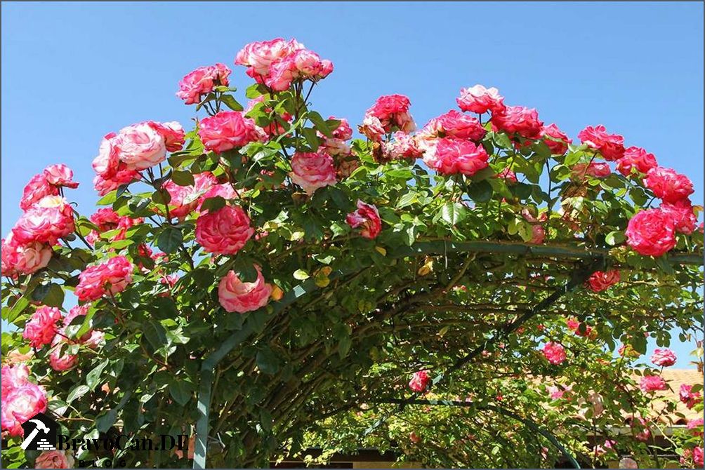 Schnell wachsende winterharte Kletterrose Tipps und Empfehlungen