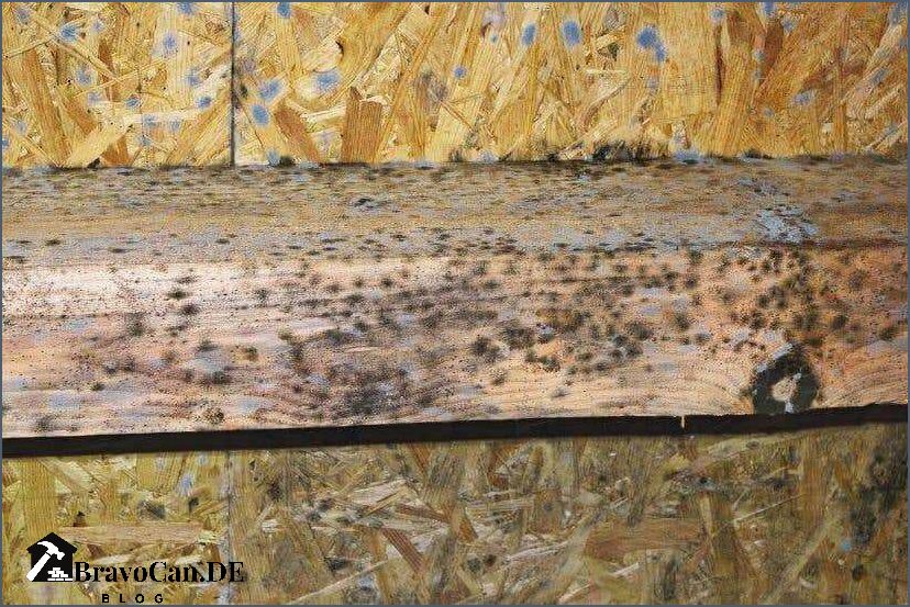 Holz Schimmel Schwarz
