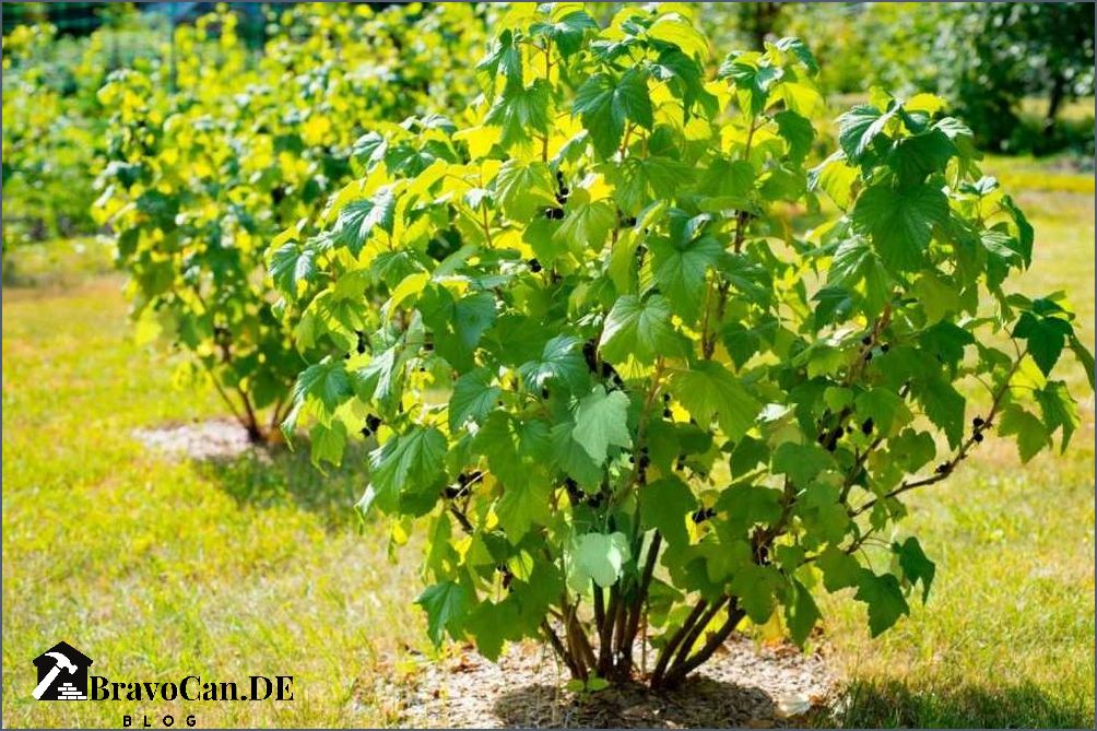 Schwarze Johannisbeere pflanzen Tipps und Anleitung für den erfolgreichen Anbau Schwarze Johannisbeere pflanzen Tipps und Anleitung für den erfolgreichen Anbau
