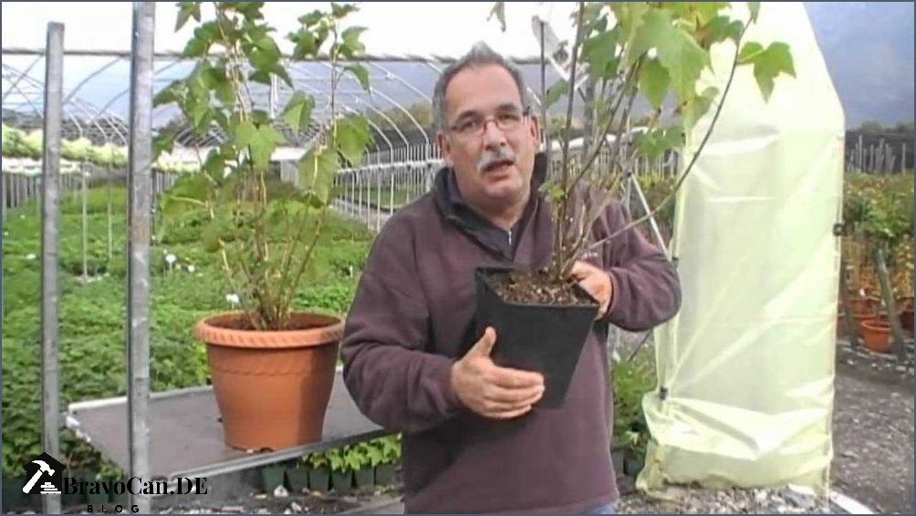 Schwarze Johannisbeere pflanzen Tipps und Anleitung für den erfolgreichen Anbau Schwarze Johannisbeere pflanzen Tipps und Anleitung für den erfolgreichen Anbau