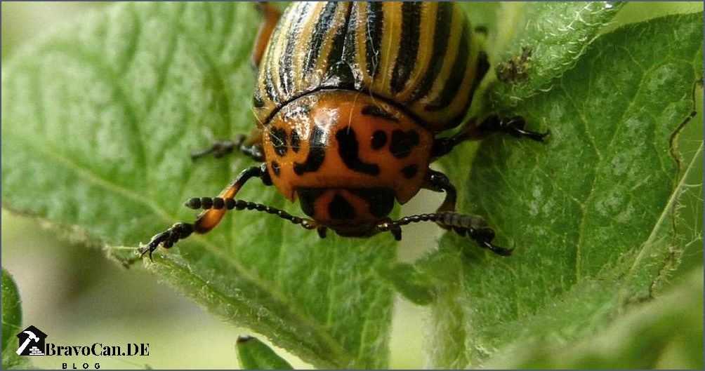 Schwarze Käfer im Garten Tipps zur Bekämpfung und Vorbeugung Schwarze Käfer im Garten Tipps zur Bekämpfung und Vorbeugung
