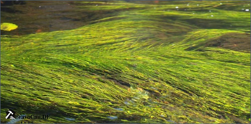 Schwebealgen im Teich Ursachen Behandlung und Vorbeugung Schwebealgen im Teich Ursachen Behandlung und Vorbeugung