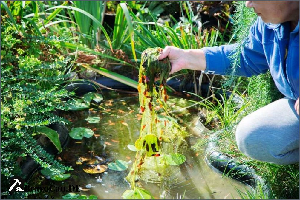 Schwebealgen im Teich Ursachen Behandlung und Vorbeugung Schwebealgen im Teich Ursachen Behandlung und Vorbeugung