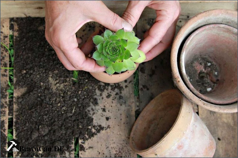 Sempervivum Pflege im Topf Tipps und Tricks für eine gesunde Pflanze Sempervivum Pflege im Topf Tipps und Tricks für eine gesunde Pflanze