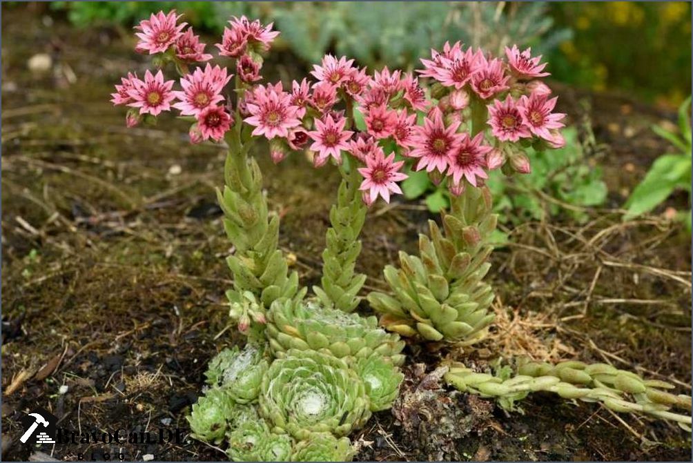 Sempervivum Pflege im Topf Tipps und Tricks für eine gesunde Pflanze Sempervivum Pflege im Topf Tipps und Tricks für eine gesunde Pflanze