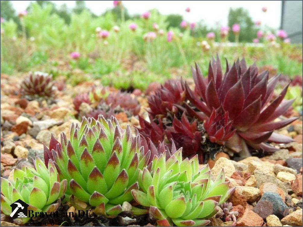 Sempervivum Pflege im Topf Tipps und Tricks für eine gesunde Pflanze Sempervivum Pflege im Topf Tipps und Tricks für eine gesunde Pflanze