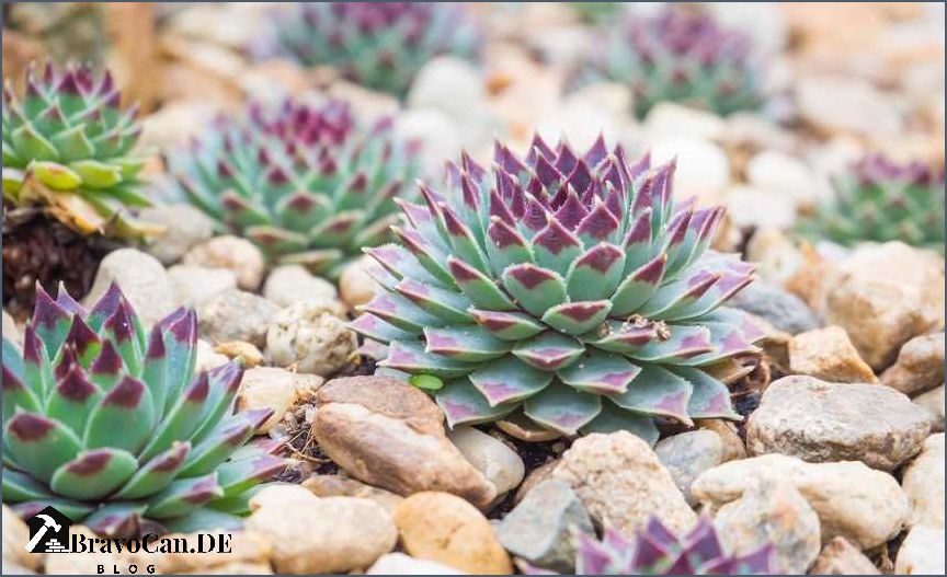Sempervivum Pflege im Topf Tipps und Tricks für eine gesunde Pflanze Sempervivum Pflege im Topf Tipps und Tricks für eine gesunde Pflanze
