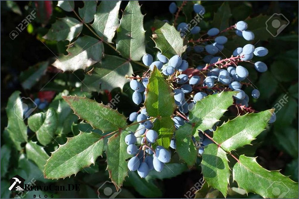 Sind blaue Beeren der Stechpalme giftig Erfahren Sie mehr Sind blaue Beeren der Stechpalme giftig Erfahren Sie mehr