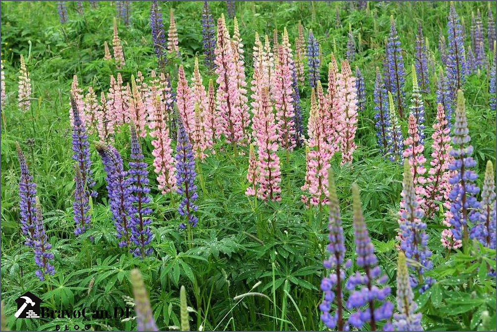 Sind Lupinen giftig Erfahren Sie hier mehr über die potenziellen Gefahren von Lupinen Sind Lupinen giftig Erfahren Sie hier mehr über die potenziellen Gefahren von Lupinen