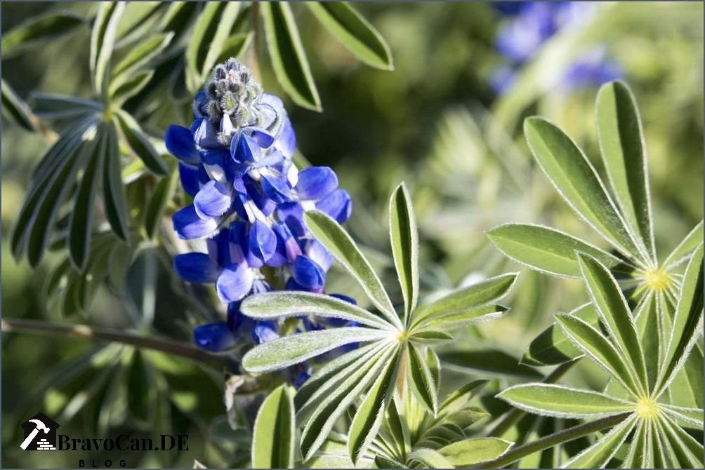 Sind Lupinen giftig Erfahren Sie hier mehr über die potenziellen Gefahren von Lupinen Sind Lupinen giftig Erfahren Sie hier mehr über die potenziellen Gefahren von Lupinen