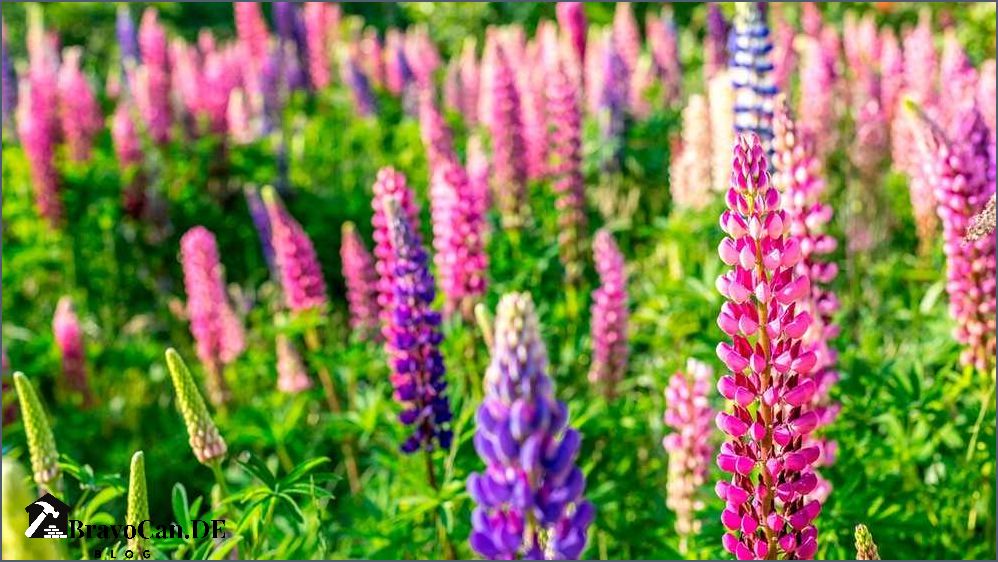 Sind Lupinen giftig Erfahren Sie hier mehr über die potenziellen Gefahren von Lupinen Sind Lupinen giftig Erfahren Sie hier mehr über die potenziellen Gefahren von Lupinen