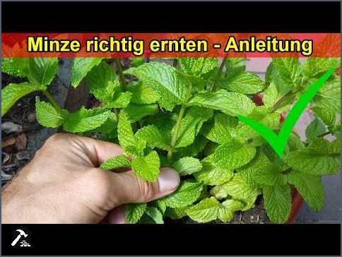 So pflegen Sie Ihre Minze richtig Tipps und Tricks