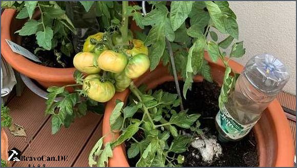 Sonnenschutz für Pflanzen Tipps und Tricks für den Schutz vor zu viel Sonne